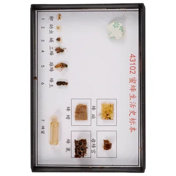  Екземпляри от биологични експерименти от растителни пчели за начални и средни училища